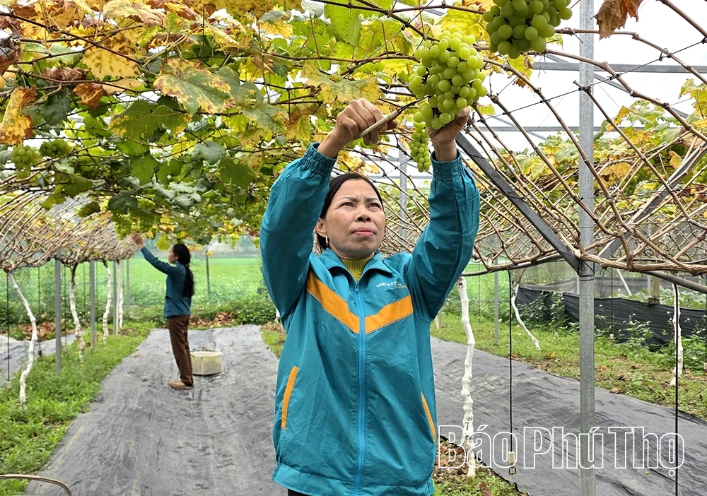 Rời phố về quê: Hành trình “đánh cược” và quả ngọt của chàng kỹ sư trẻ