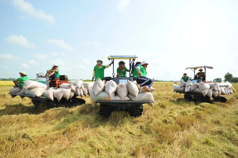 Đảm bảo việc điều hành sản xuất và tiêu thụ lúa gạo trong tình hình mới