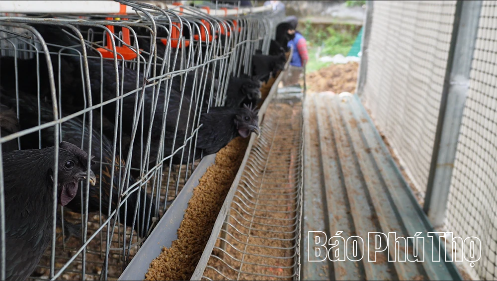 Nuôi gà H’Mông bằng thảo dược - Hướng đi mới cho nông nghiệp sạch, giá trị cao