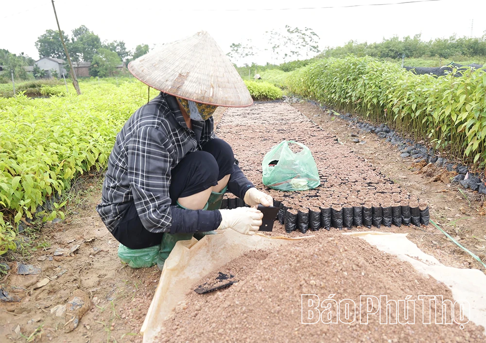 Hội Nông dân xã Tam Dương phát động phong trào thi đua sản xuất ngay từ đầu năm