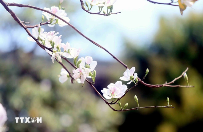 Những điểm đến đẹp nhất Việt Nam vào tháng Ba