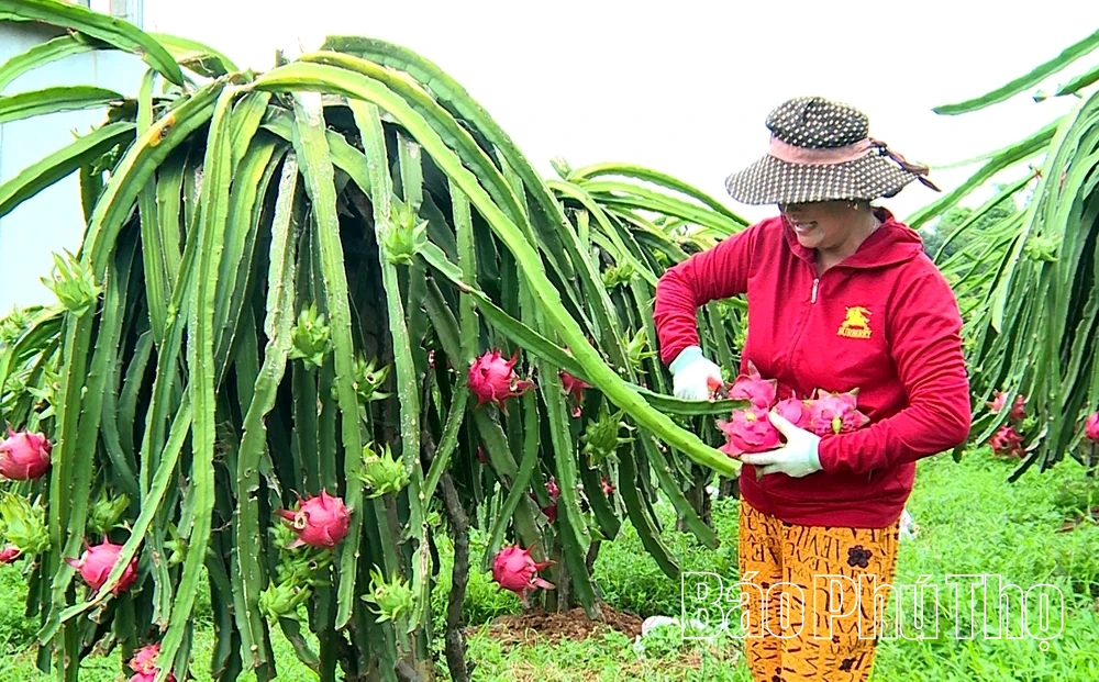 Tam Sơn: Vững bước trên hành trình đổi mới