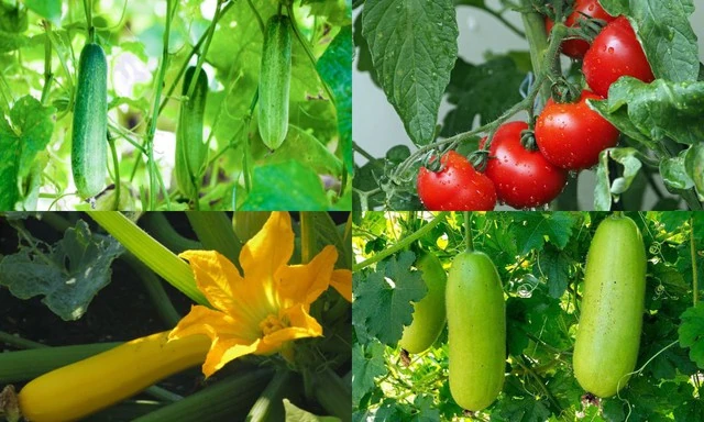 Tăng cường tiêu thụ rau quả mùa hè để bảo vệ sức khỏe