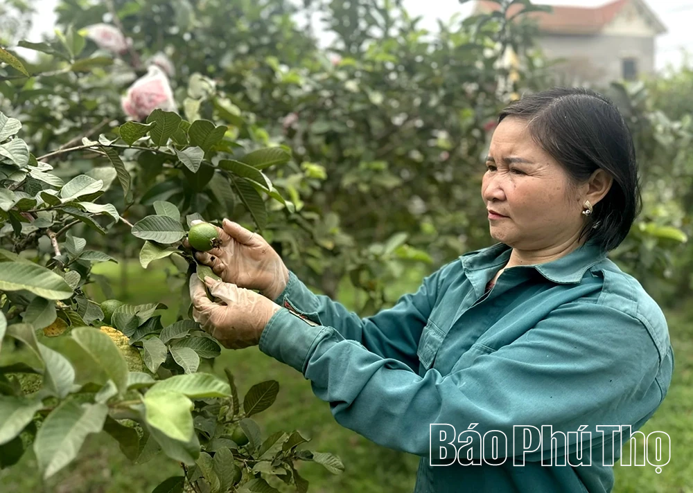 Vị ngọt ổi Tân Hòa