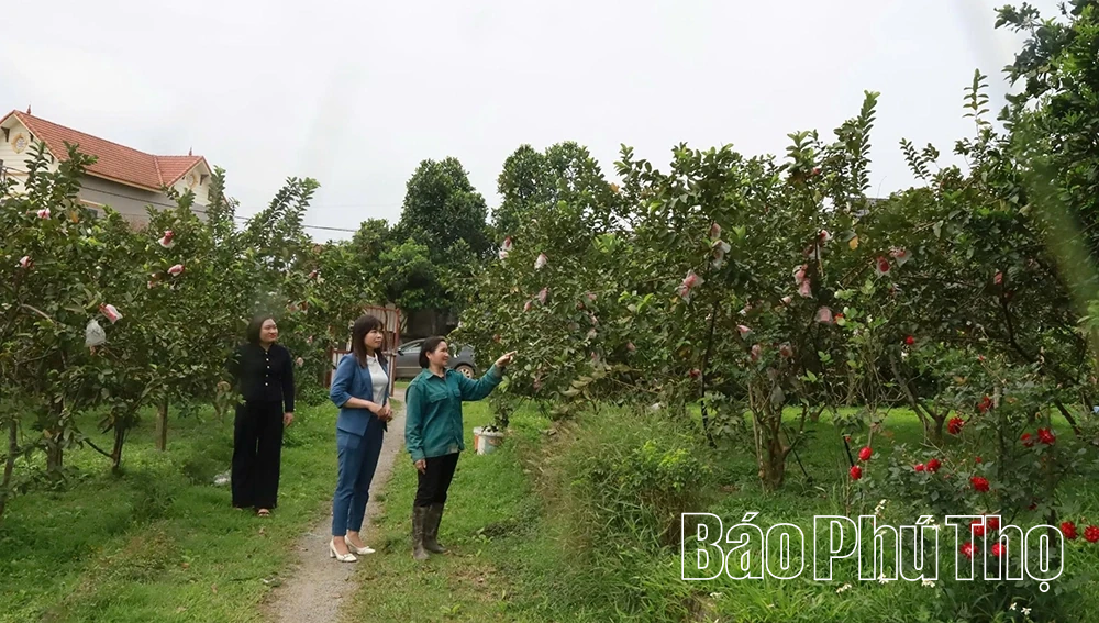 Vị ngọt ổi Tân Hòa