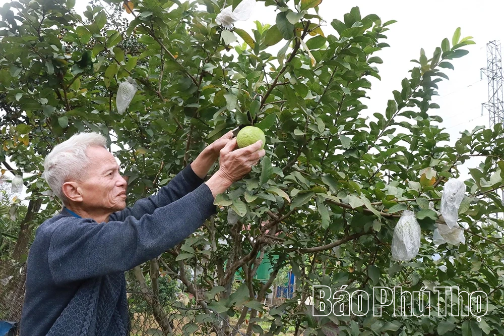 Vị ngọt ổi Tân Hòa