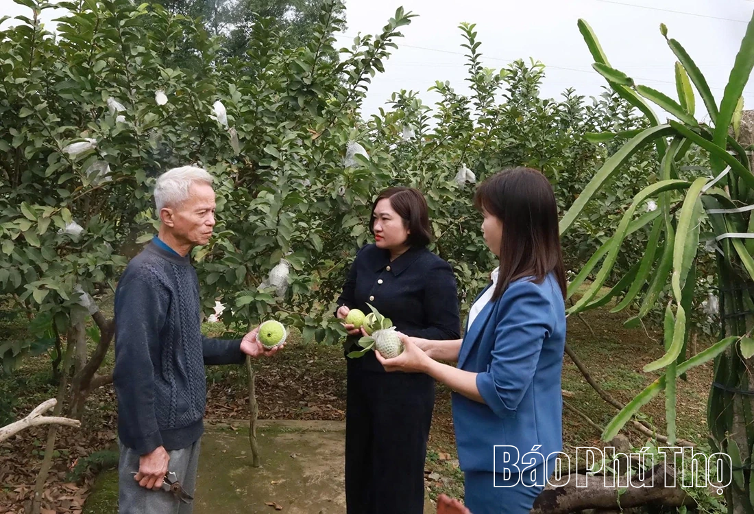 Vị ngọt ổi Tân Hòa