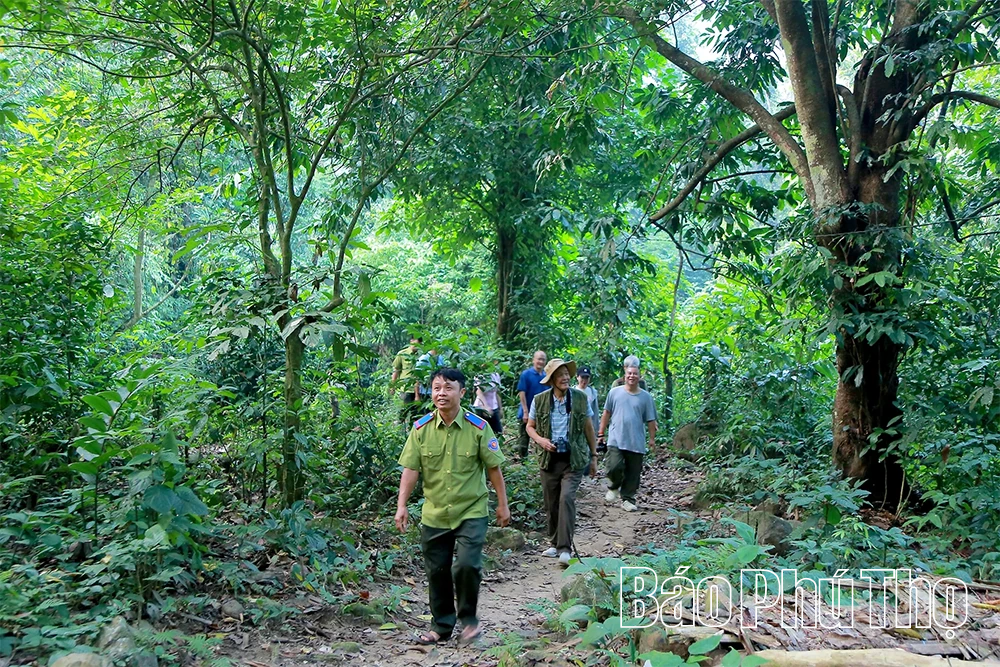 Sắc xanh phủ kín đất trung du