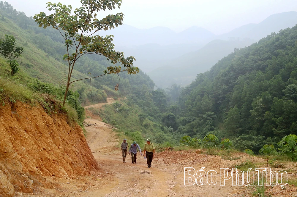 Sắc xanh phủ kín đất trung du