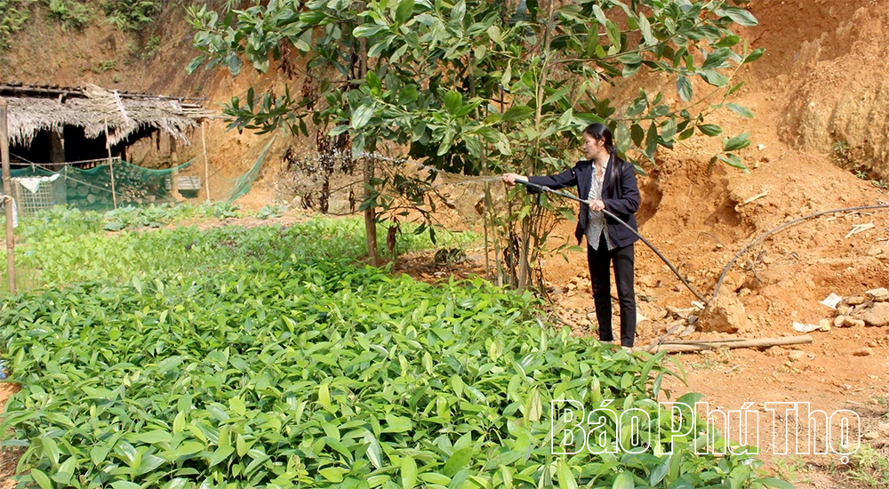 Sắc xanh phủ kín đất trung du