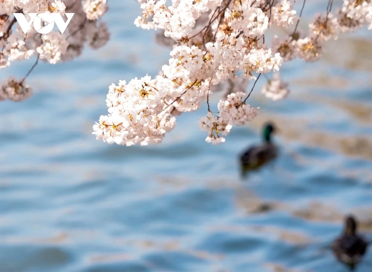 Hàng triệu du khách đổ về Washington D.C. ngắm mùa hoa anh đào nở rộ
