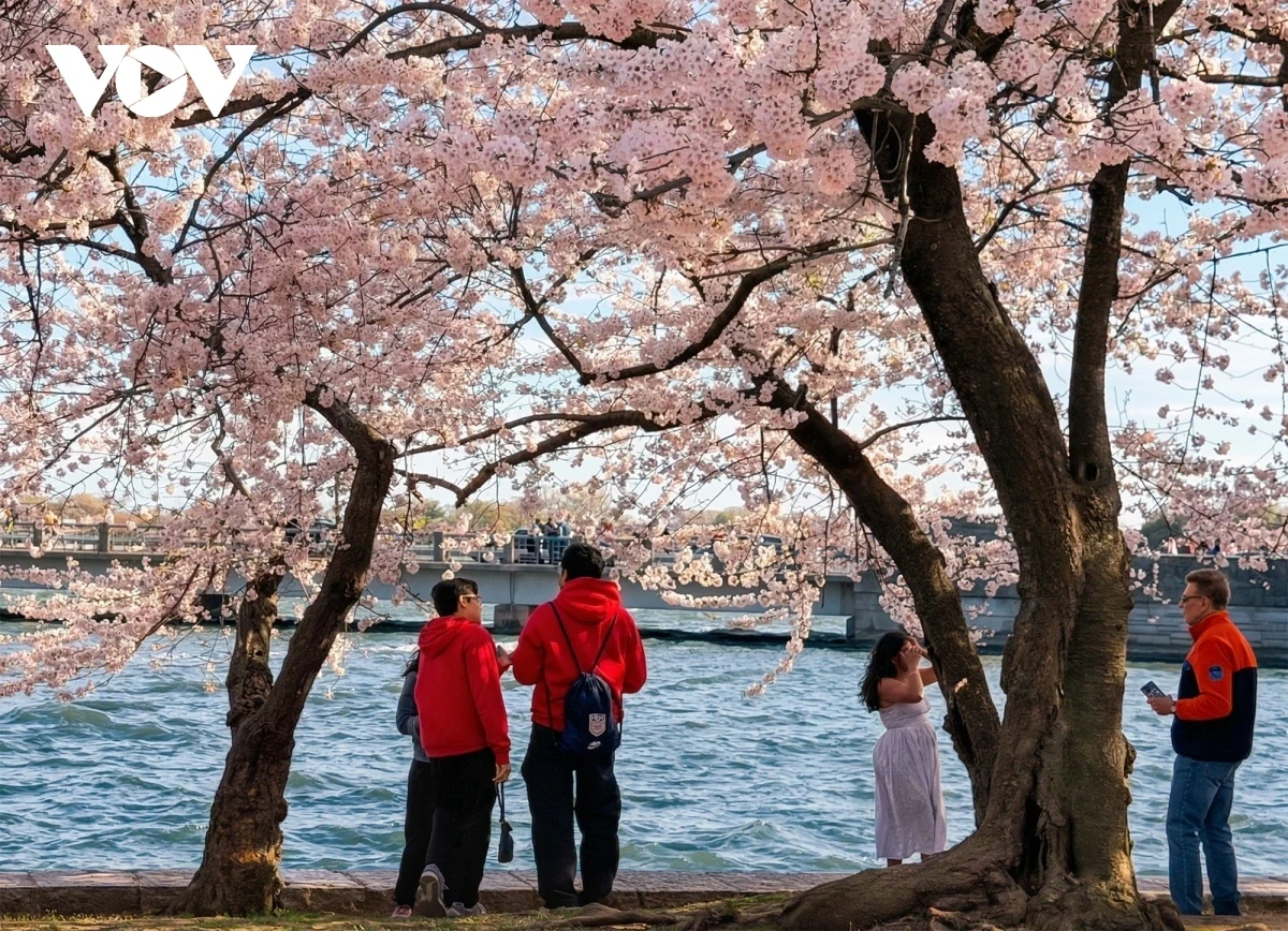 Hàng triệu du khách đổ về Washington D.C. ngắm mùa hoa anh đào nở rộ