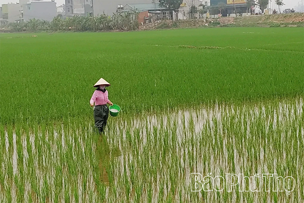 Phòng trừ sâu bệnh hại lúa Xuân