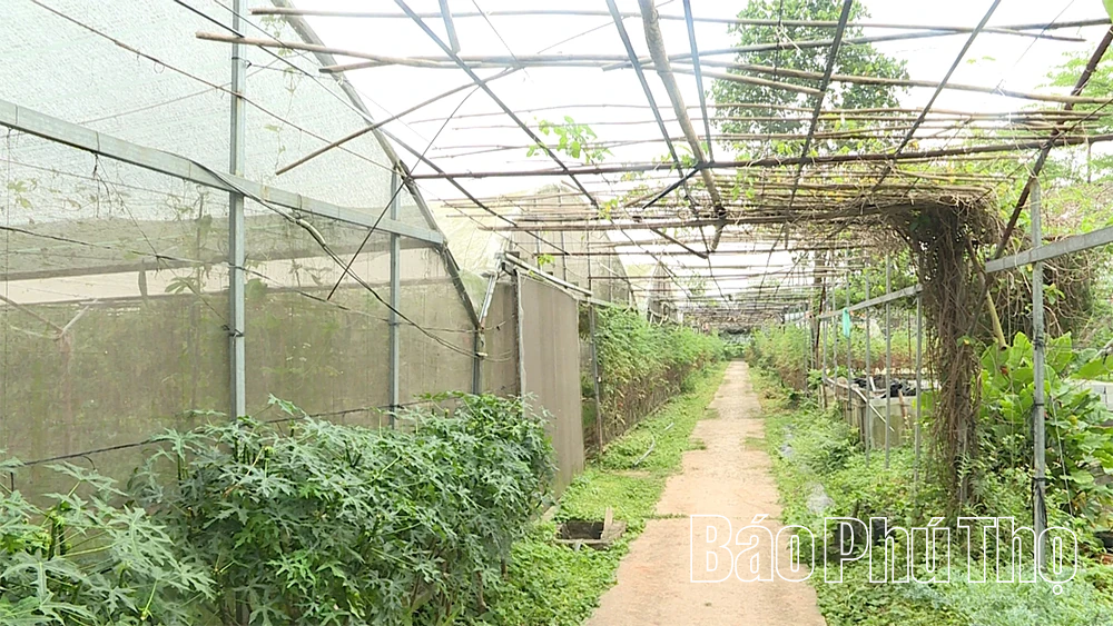 Miễn thuế đất nông nghiệp - Động lực cho phát triển sản xuất nông nghiệp