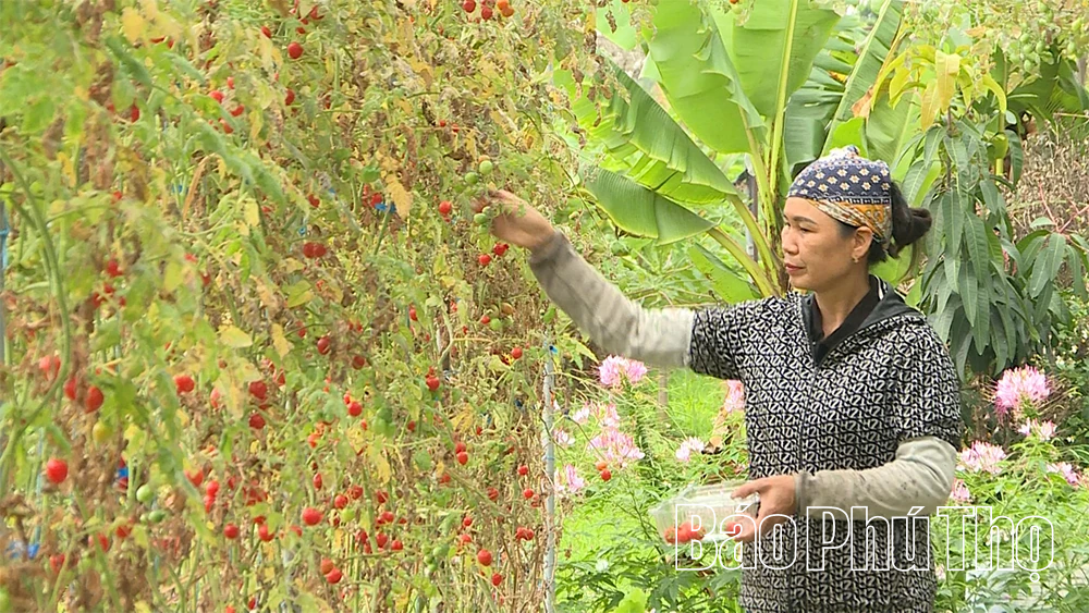 Miễn thuế đất nông nghiệp - Động lực cho phát triển sản xuất nông nghiệp