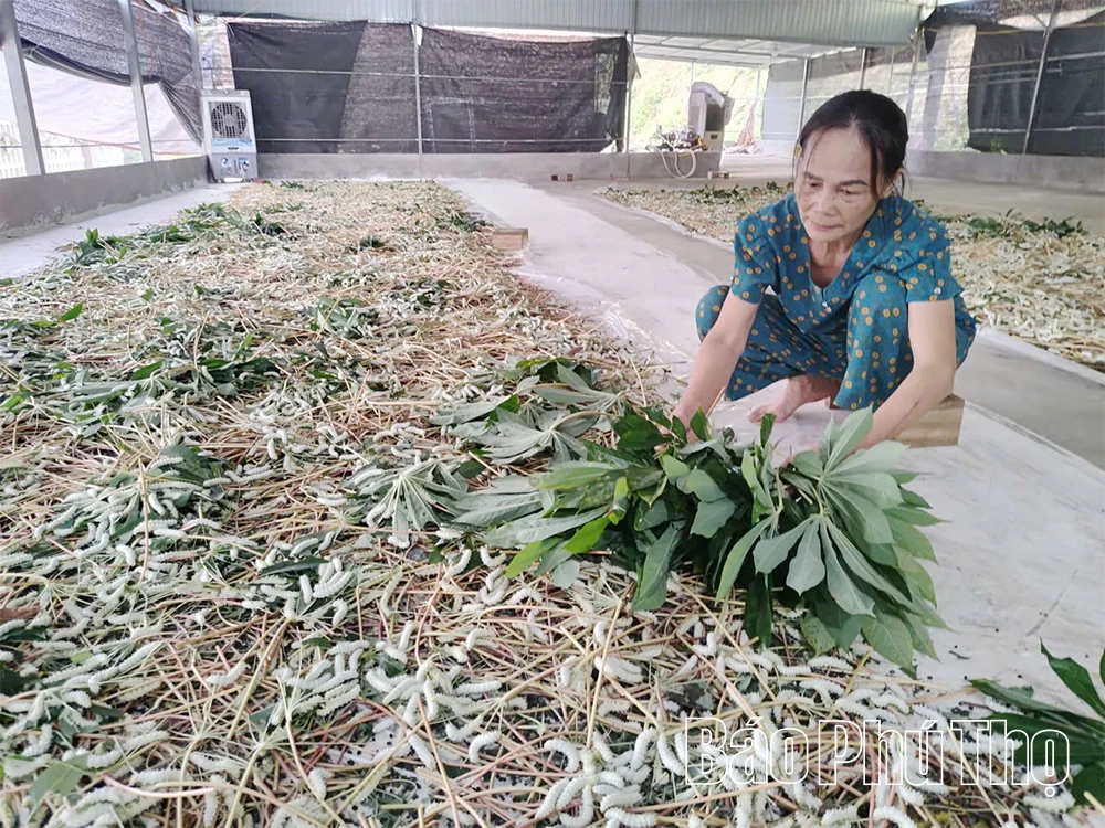 Phát triển kinh tế từ mô hình nuôi tằm