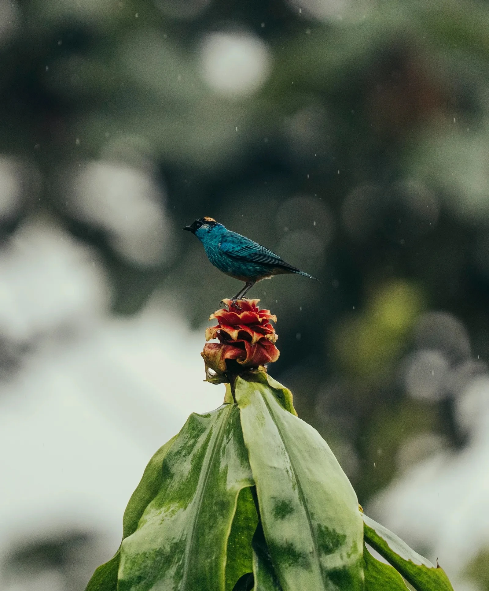 Một điểm đến ở Việt Nam vào top ngắm chim đẹp nhất thế giới