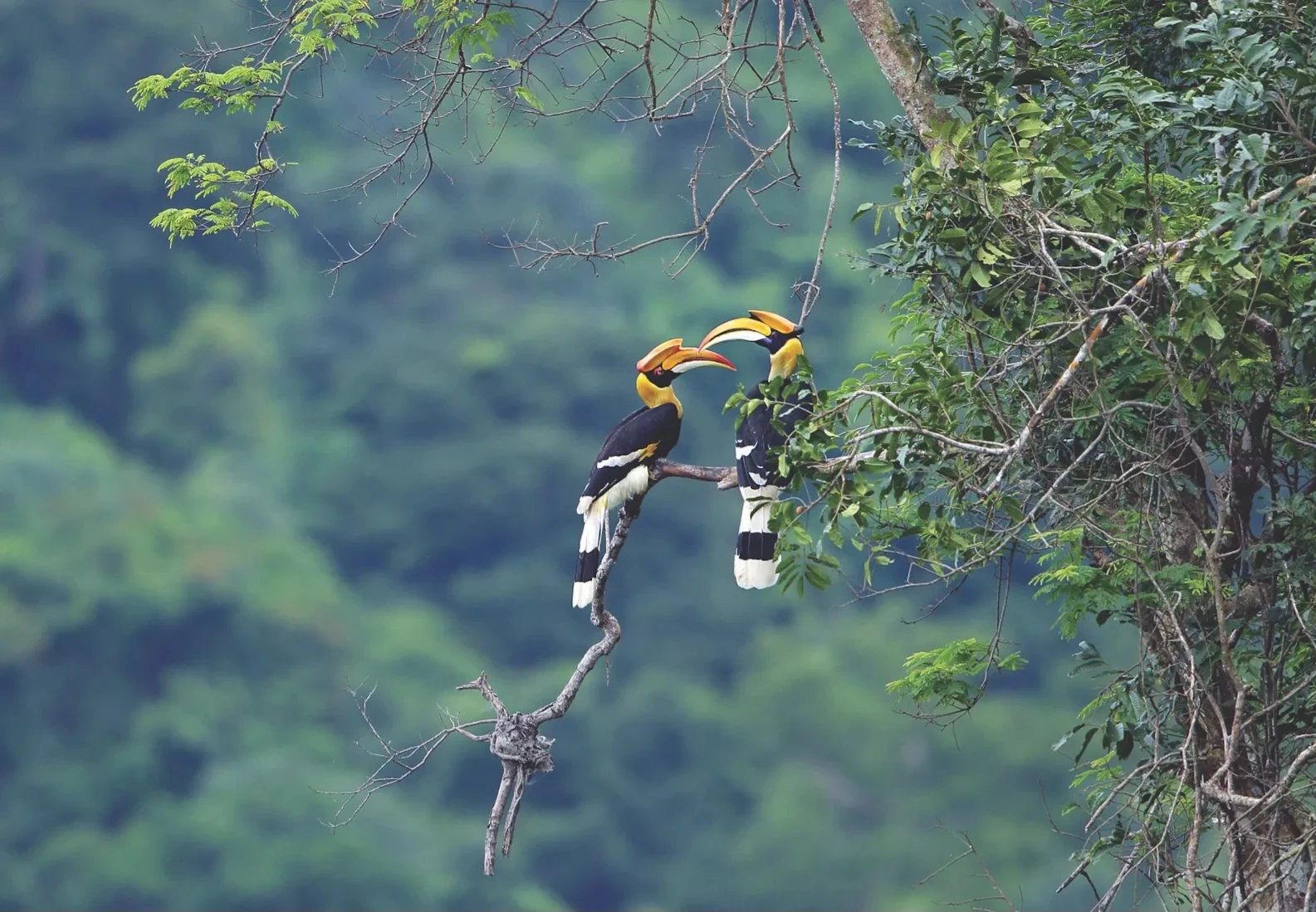 Một điểm đến ở Việt Nam vào top ngắm chim đẹp nhất thế giới