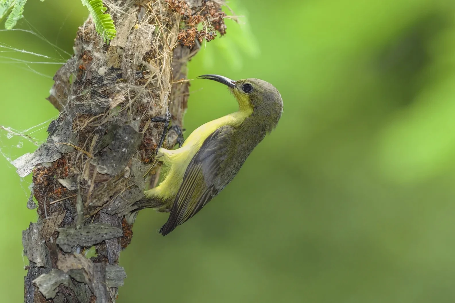 Một điểm đến ở Việt Nam vào top ngắm chim đẹp nhất thế giới