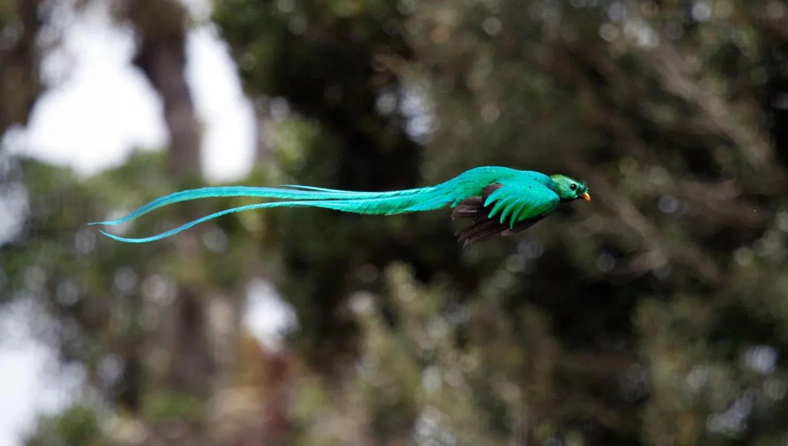 Một điểm đến ở Việt Nam vào top ngắm chim đẹp nhất thế giới