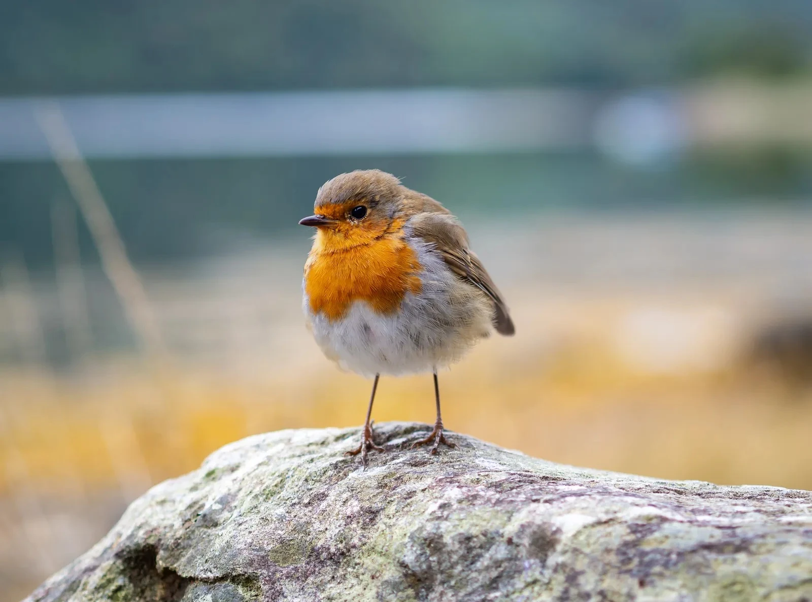 Một điểm đến ở Việt Nam vào top ngắm chim đẹp nhất thế giới