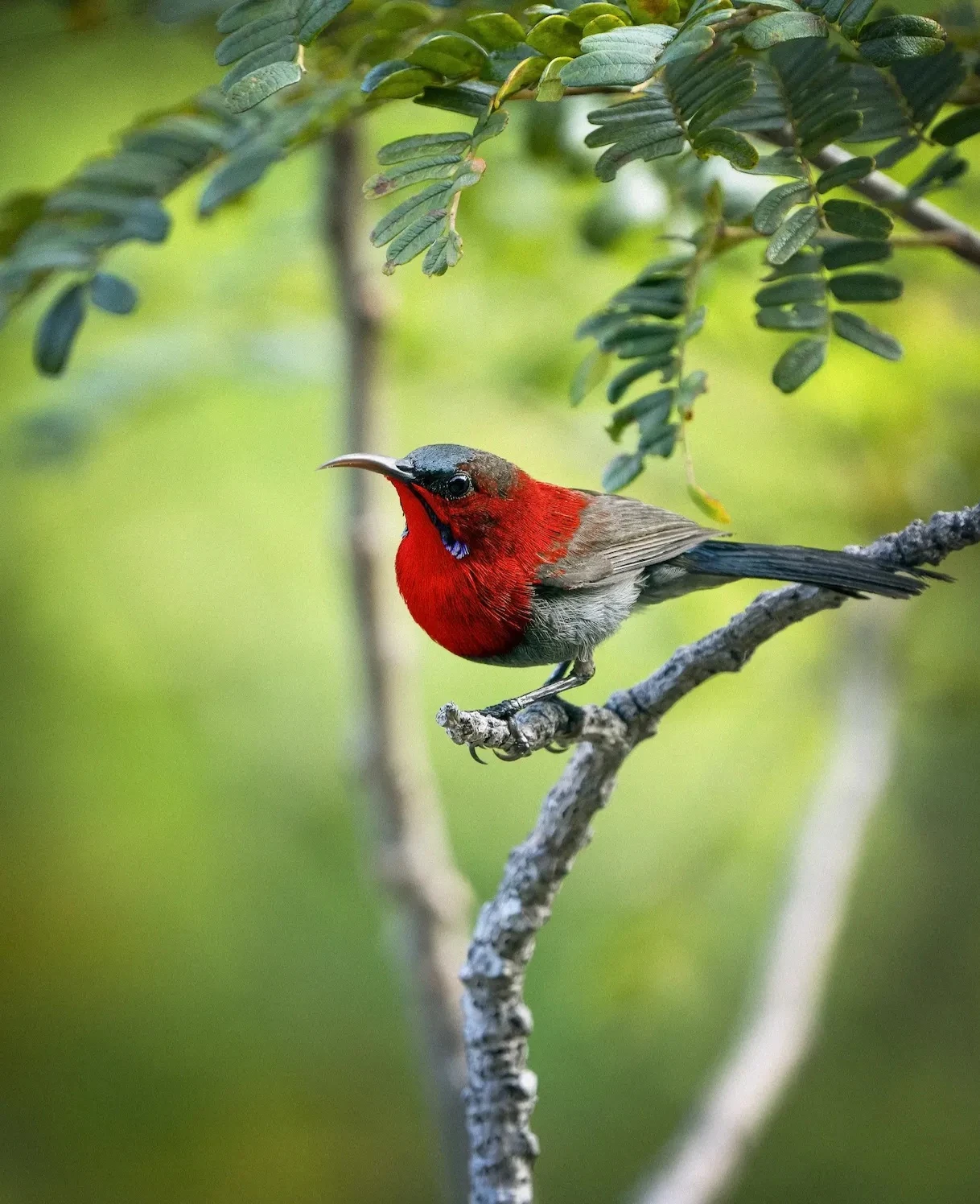 Một điểm đến ở Việt Nam vào top ngắm chim đẹp nhất thế giới