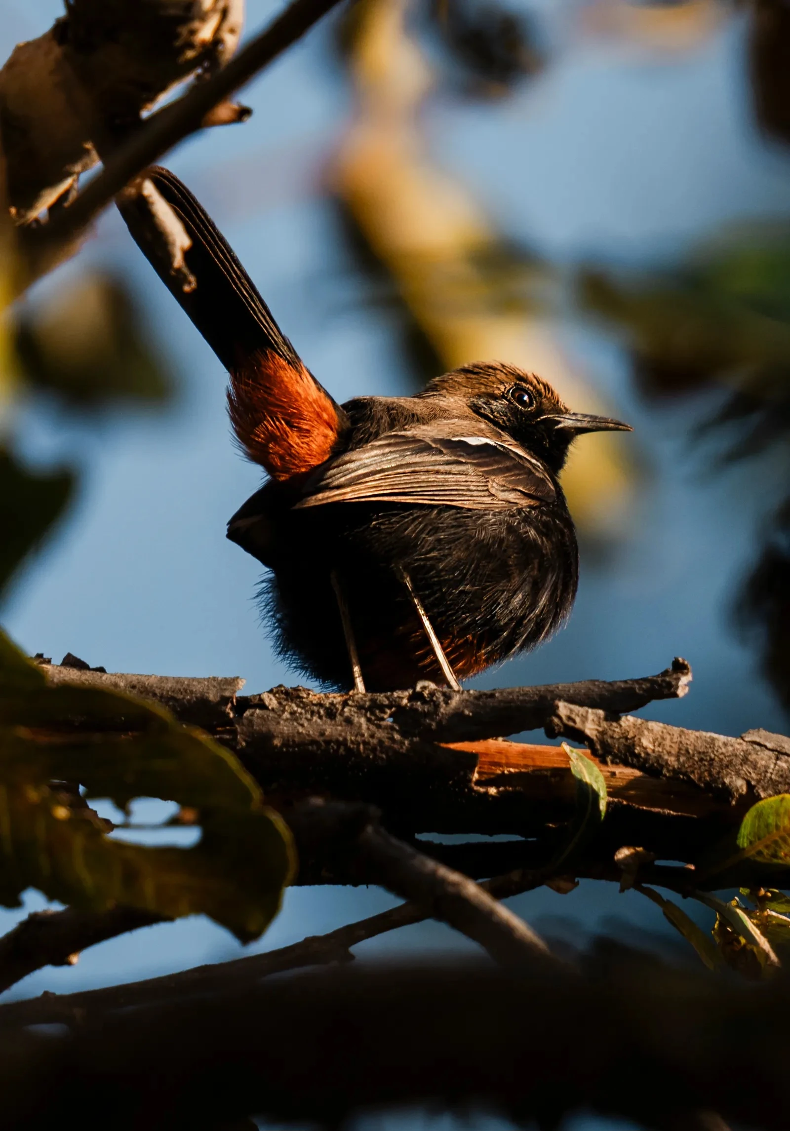 Một điểm đến ở Việt Nam vào top ngắm chim đẹp nhất thế giới