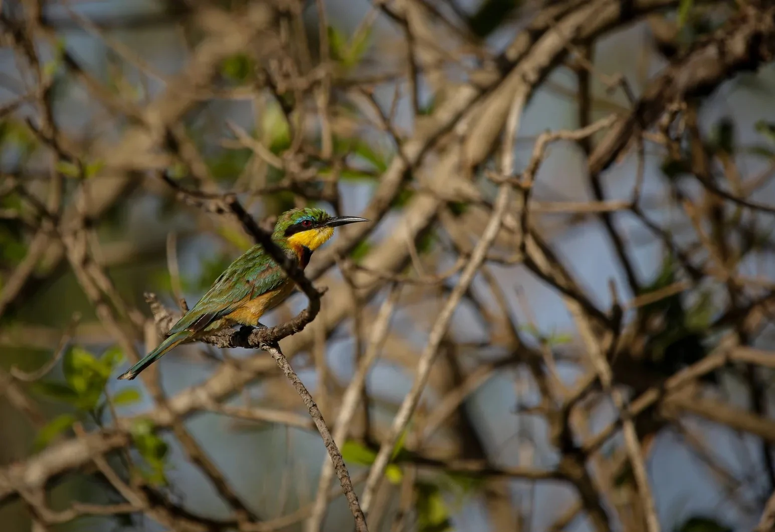 Một điểm đến ở Việt Nam vào top ngắm chim đẹp nhất thế giới
