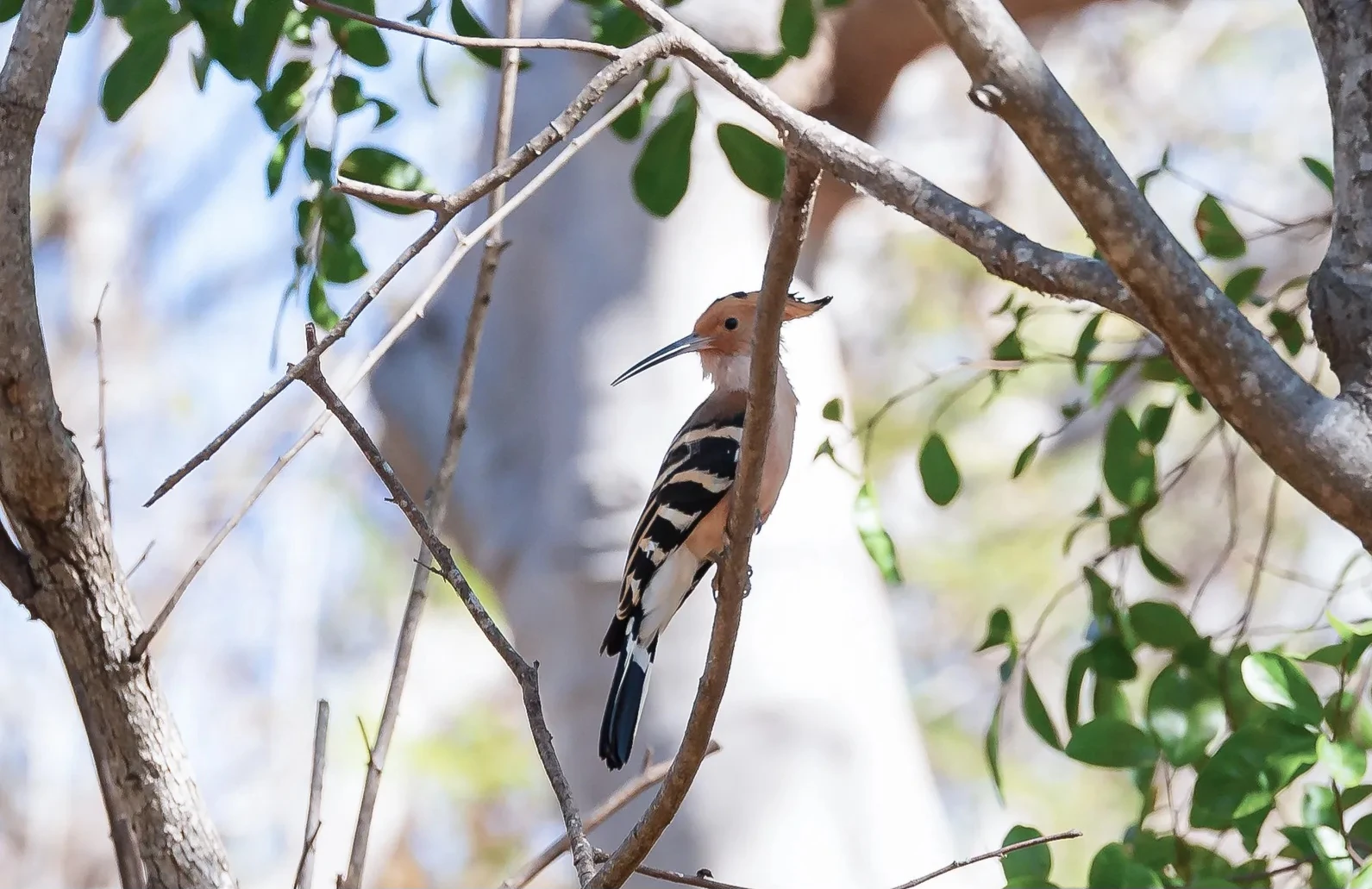 Một điểm đến ở Việt Nam vào top ngắm chim đẹp nhất thế giới