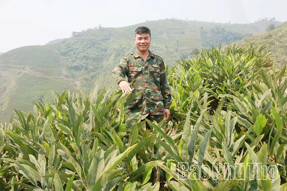 Người tiên phong xây dựng mô hình “Trồng riềng thương phẩm”
