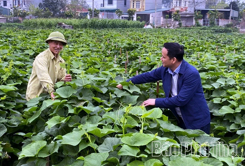 Hỗ trợ sản xuất rau, quả an toàn theo quy trình VietGAP