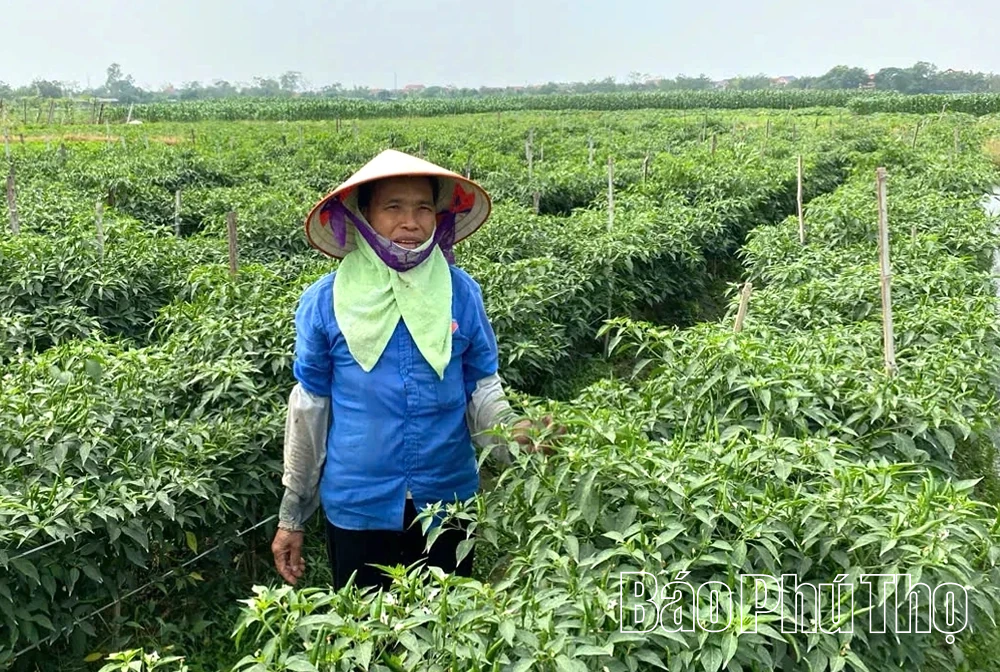 Hỗ trợ sản xuất rau, quả an toàn theo quy trình VietGAP