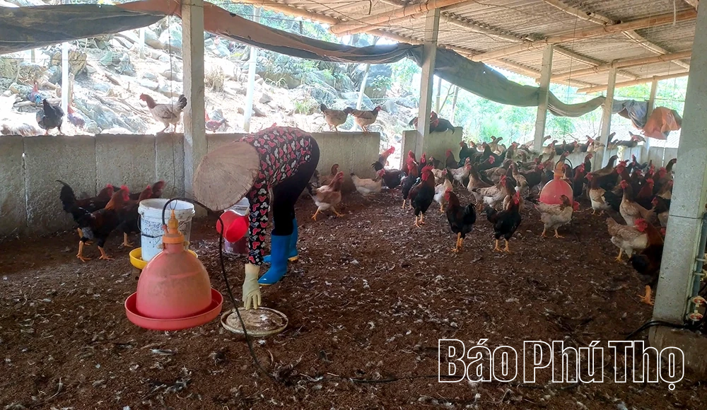 Phát triển chăn nuôi gắn với bảo vệ môi trường