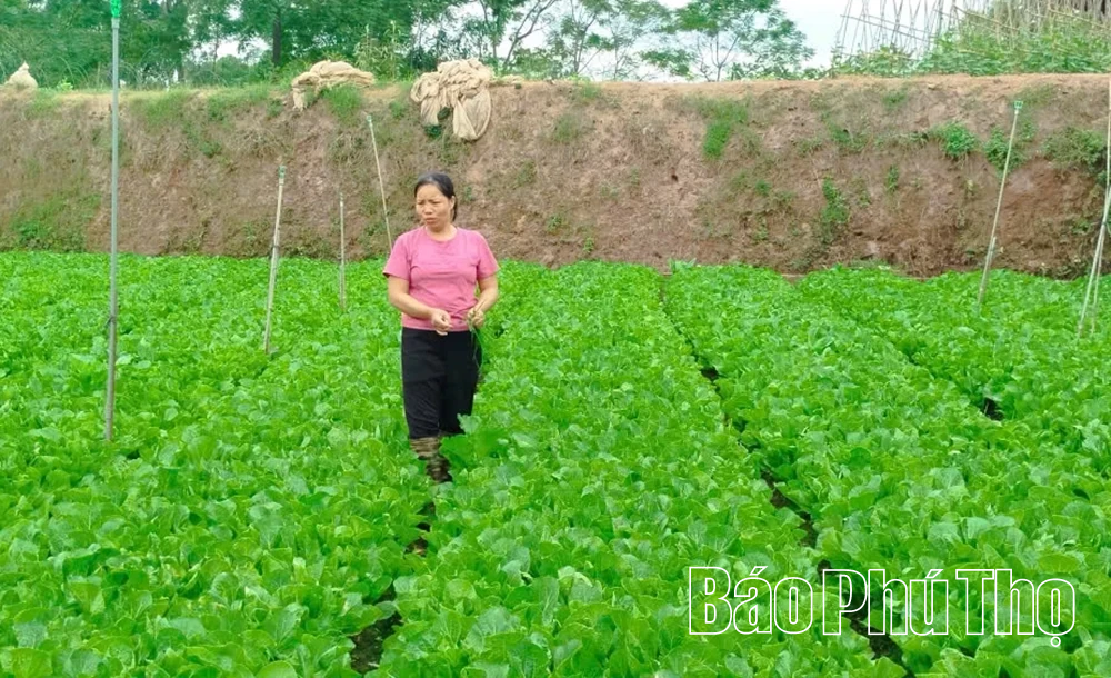 Phát triển mô hình nông nghiệp xanh