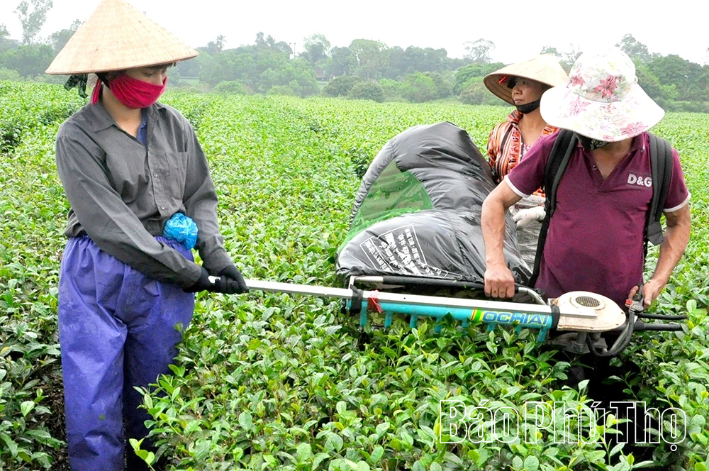 Xây dựng chuỗi giá trị cho cây chè