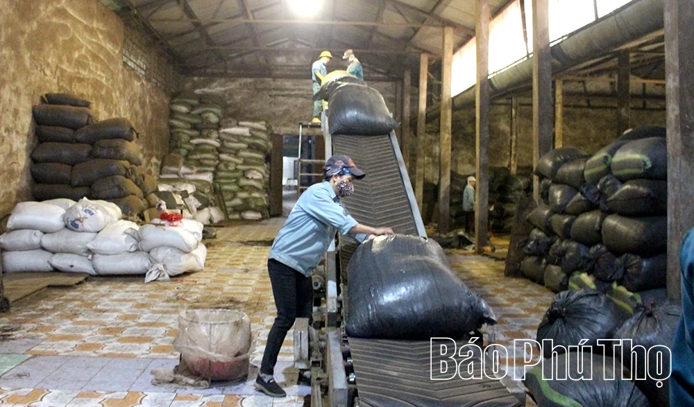 Xây dựng chuỗi giá trị cho cây chè