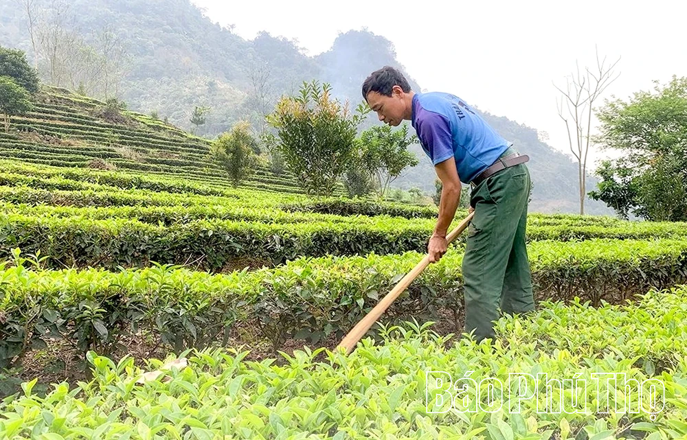Xây dựng chuỗi giá trị cho cây chè