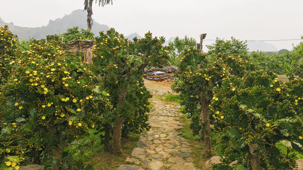 Vườn xương rồng cổ 5.000 m2 nở rộ ở Mộc Châu