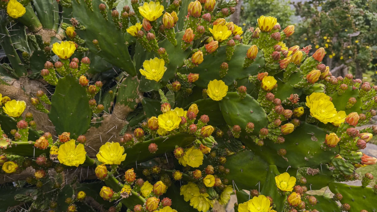 Vườn xương rồng cổ 5.000 m2 nở rộ ở Mộc Châu