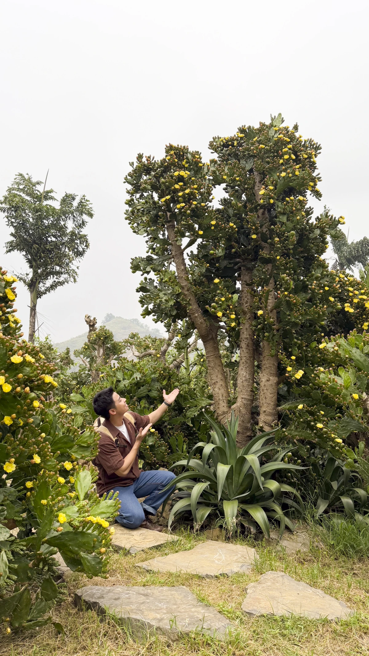 Vườn xương rồng cổ 5.000 m2 nở rộ ở Mộc Châu