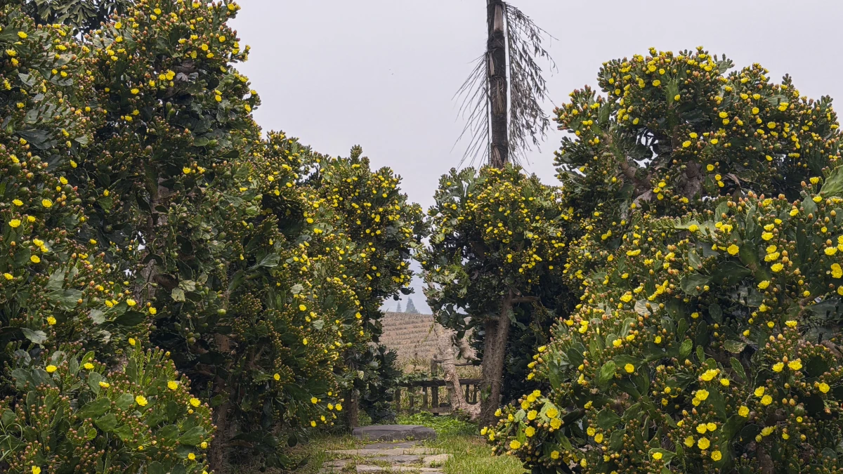 Vườn xương rồng cổ 5.000 m2 nở rộ ở Mộc Châu