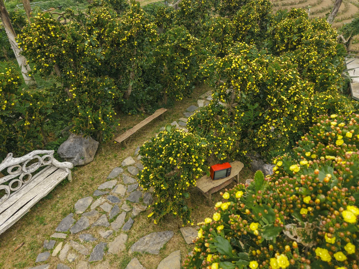 Vườn xương rồng cổ 5.000 m2 nở rộ ở Mộc Châu