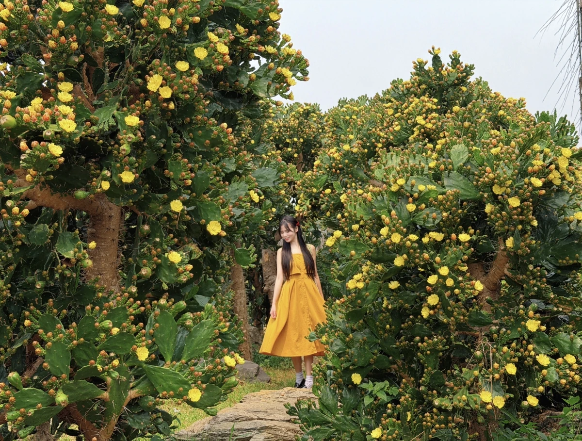 Vườn xương rồng cổ 5.000 m2 nở rộ ở Mộc Châu