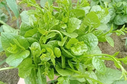 Giải nhiệt, nhuận tràng với rau mồng tơi