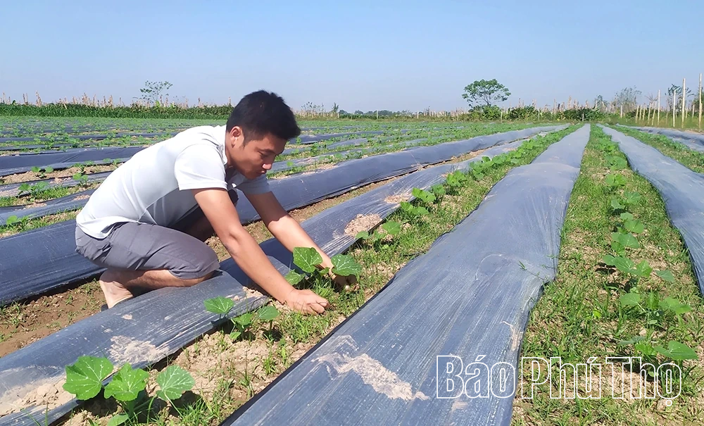 Linh hoạt cơ cấu cây trồng, nâng hiệu quả sản xuất