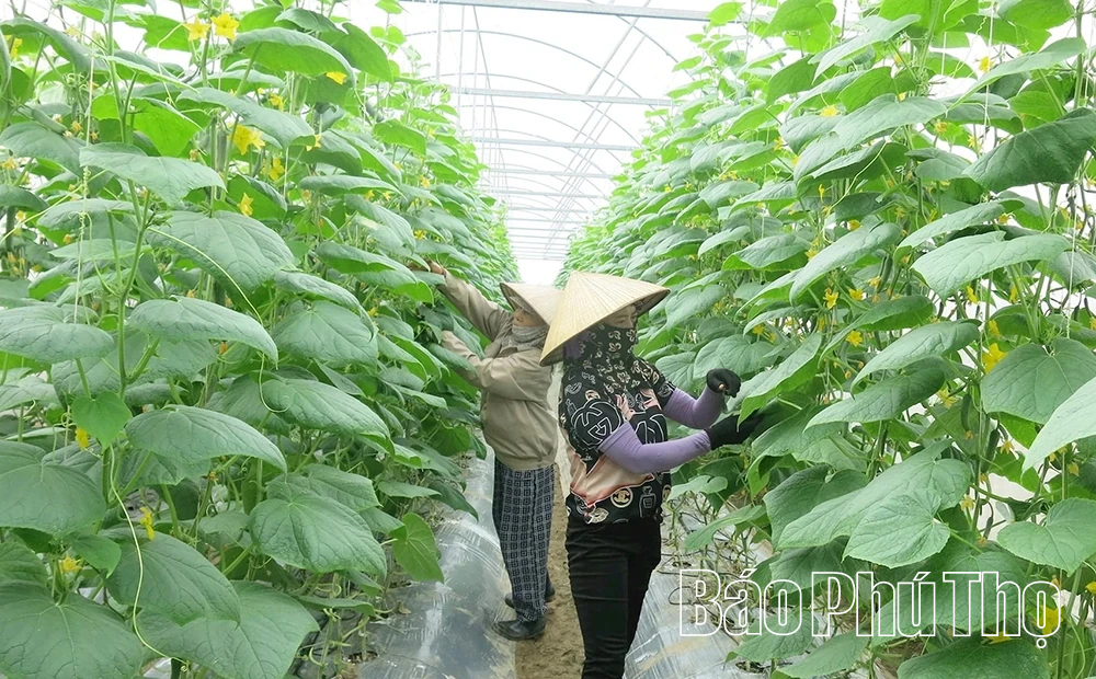 Linh hoạt cơ cấu cây trồng, nâng hiệu quả sản xuất