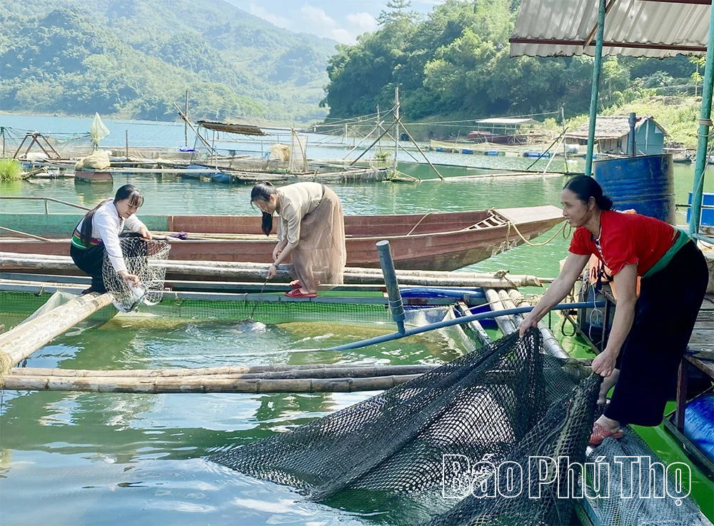 Phú Thọ phát triển trên 6.400 lồng cá trên hệ thống sông Đà, sông Lô