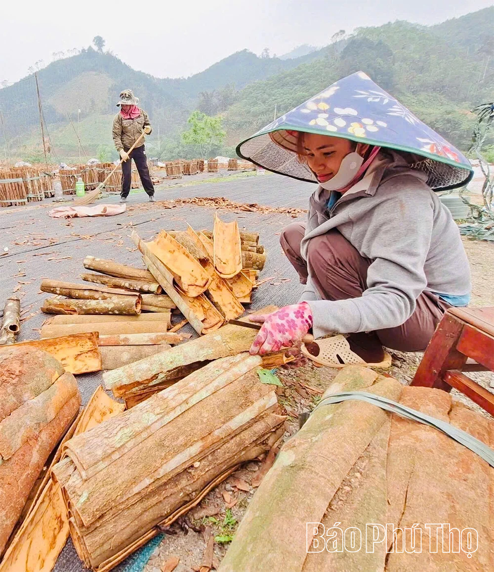 Loại cây được coi là “vàng xanh”, mang lại ấm no cho người dân vùng cao Trung Sơn