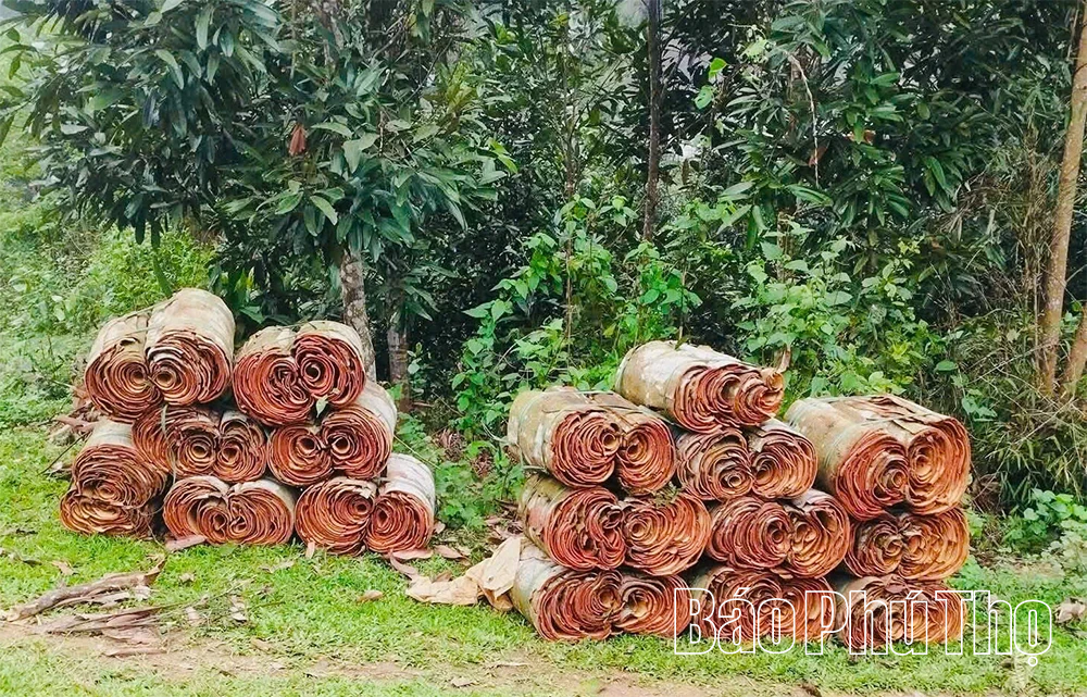 Loại cây được coi là “vàng xanh”, mang lại ấm no cho người dân vùng cao Trung Sơn