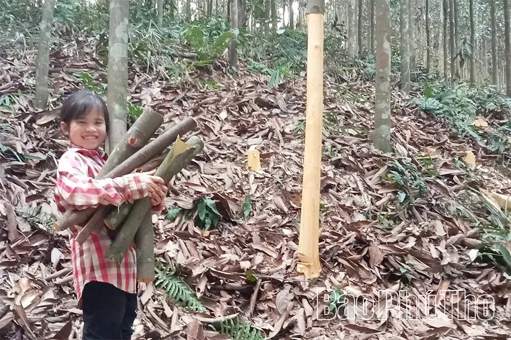 Loại cây được coi là “vàng xanh”, mang lại ấm no cho người dân vùng cao Trung Sơn